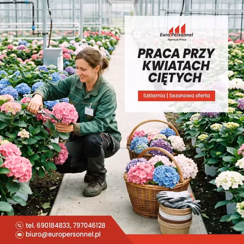Holandia praca w szklarnii, kwiaty, cebulki kwiatowe SPRZATANIE Hoteli bez znajomości języka