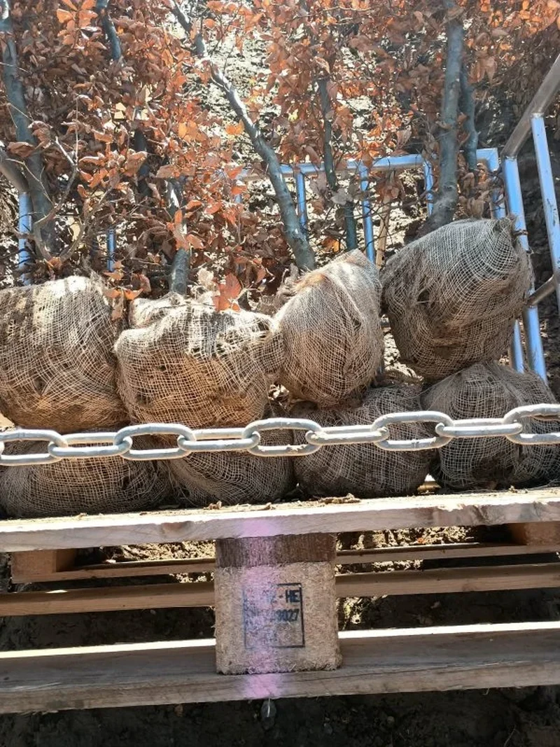 Praca w szkółce drzewek