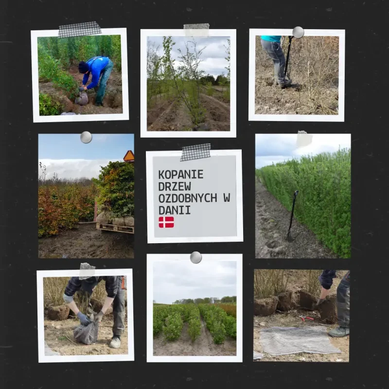 Oferta pracy w Danii przy kopaniu drzewek ozdobnych