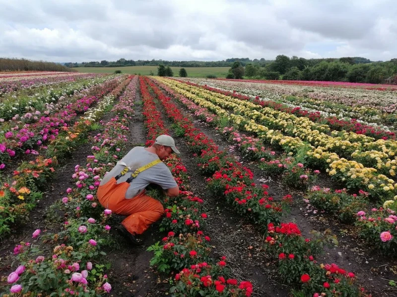 Lider/liderka grupy - prace polowe DANIA