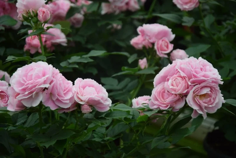 Praca w Danii – Szklarnia (róże i choinki) | Start od zaraz