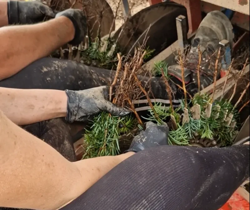 Pracownik szkółkarski – sadzenie maszynowe | Dania | start od zaraz | bez języka + zakwaterowanie