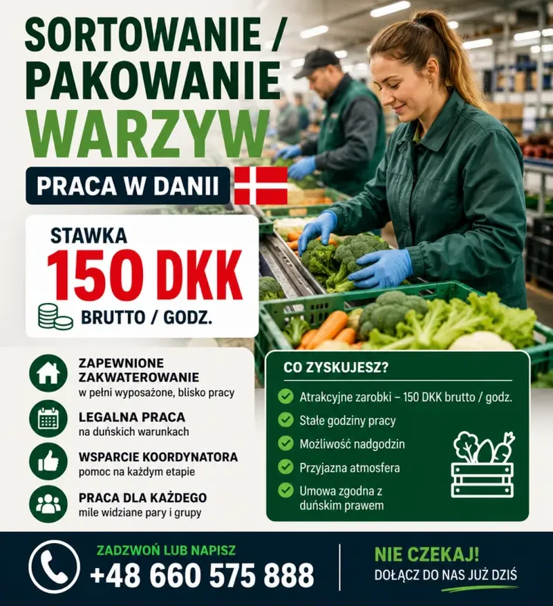 Praca na sortowni warzyw w Danii