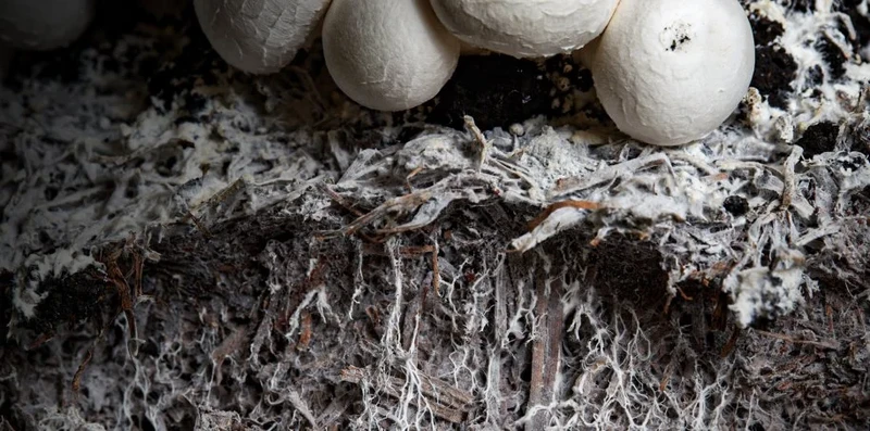 Ślusarz - spawacz (m/k)