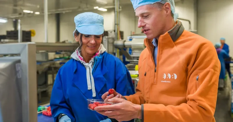 KONTROLER JAKOŚCI NA LINII PRODUKCYJNEJ BORÓWEK (ATRAKCYJNA STAWKA)