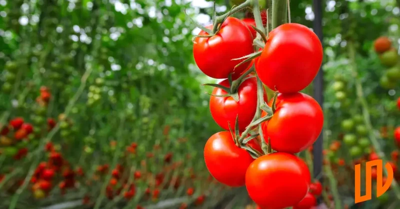 Pracownik szklarni z pomidorami – ścinka pomidora i liści