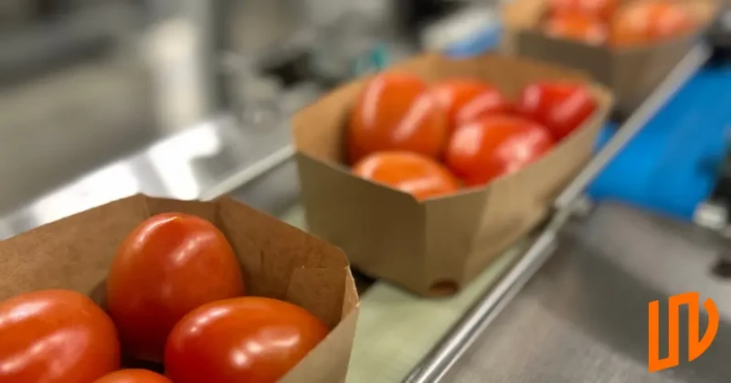 Pracownik pakowni pomidorów (dwie zmiany)