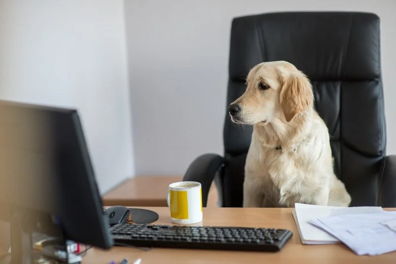 Zwierzę w biurze - zalety posiadania zwierząt w pracy